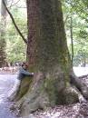 A tree-hugger * 450 x 600 * (239KB)